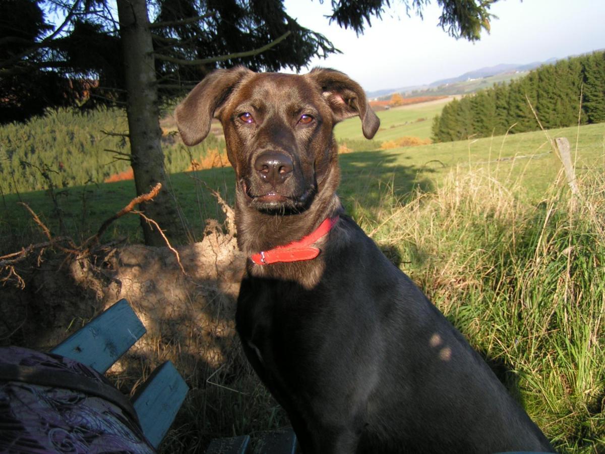 Fewo Talula - Sauerland Mit Hund Медебах Экстерьер фото